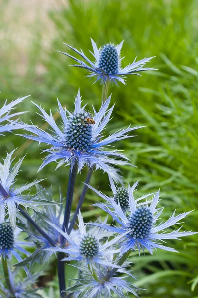 Twig flowering thistles , blue sea holly — Stock Photo, Image