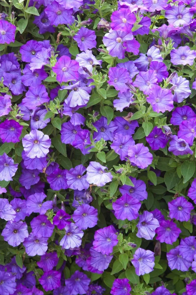 Background from beautiful dark blue flowers — Stock Photo, Image