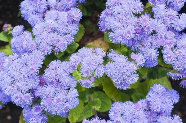 Achtergrond van mooie donkere blauwe bloemen — Stockfoto