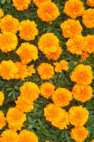 Beautiful orange chrysanthemums, the top view — Stock Photo, Image