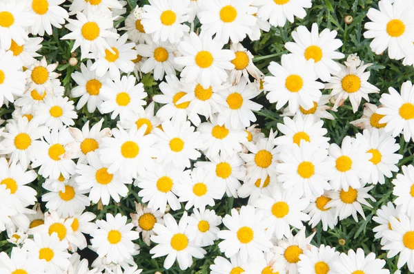 Background from beautiful white camomiles — Stock Photo, Image