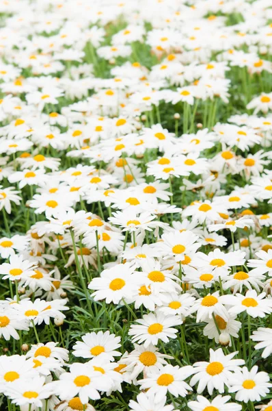 Background from beautiful white camomiles — Stock Photo, Image