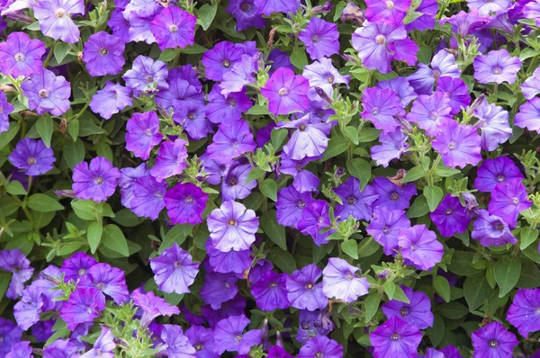 Background from beautiful dark blue flowers — Stock Photo, Image