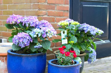 Pots of flowers near the flower shop in Gorinchem, Netherlands clipart