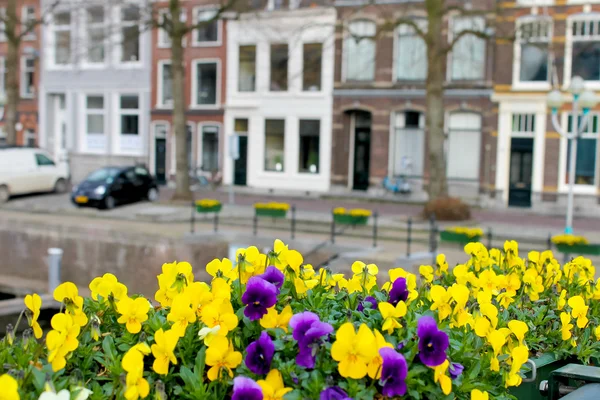 Blommor på gatorna i gorinchem. Nederländerna — Stockfoto