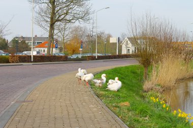 kazlar Waterfront gorinchem Hollanda kasabasında. netherla