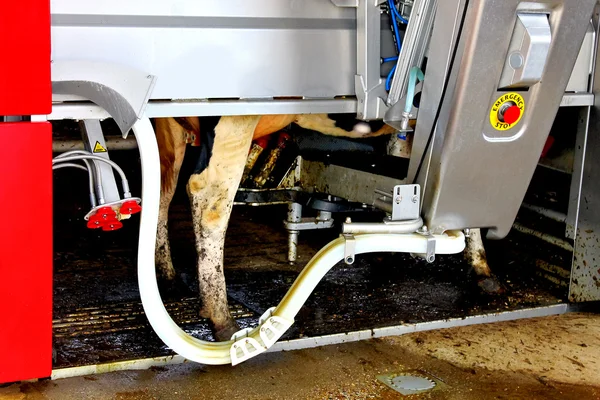 Cow in a computerized milking machine. Dutch farm — Stock Photo, Image