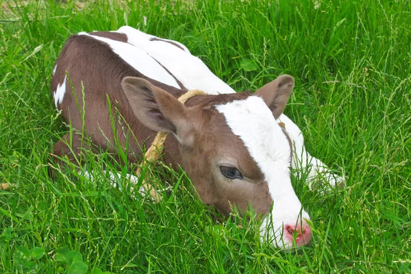 Calf in spring lying on green grass. — Stock Photo, Image
