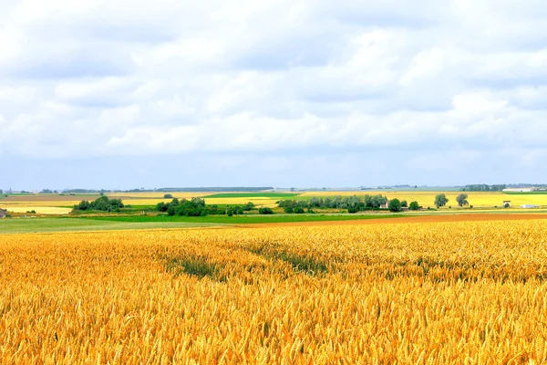 Поля спелой пшеницы в жаркий летний день — стоковое фото