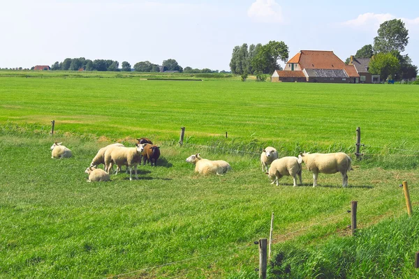 Πρόβατα που βόσκουν σε ένα λιβάδι κοντά ολλανδική αγρόκτημα — Φωτογραφία Αρχείου