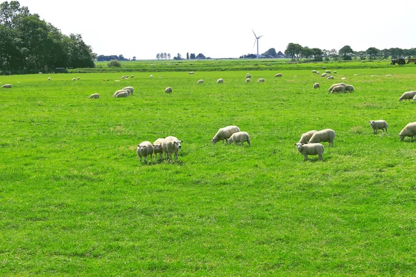 Ovinos pastam em um prado perto da fazenda holandesa — Fotografia de Stock