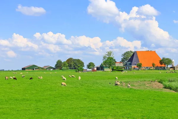 Овцы и птицы пасутся на лугу возле голландской фермы — стоковое фото