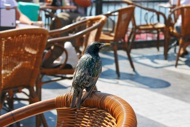 Cadde kafe bir sandalyede oturan kuş