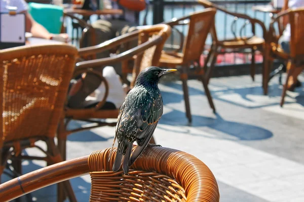 Fågel sitter på en stol i en street café — Stockfoto