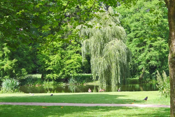 Estanque en un parque de la ciudad. Silencio de verano — Foto de Stock