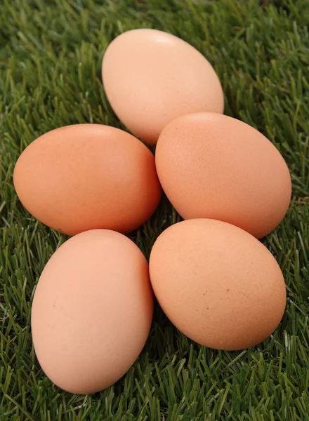 Fresh egg on herb — Stock Photo, Image