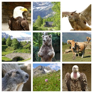 Collection of wild animals clipart