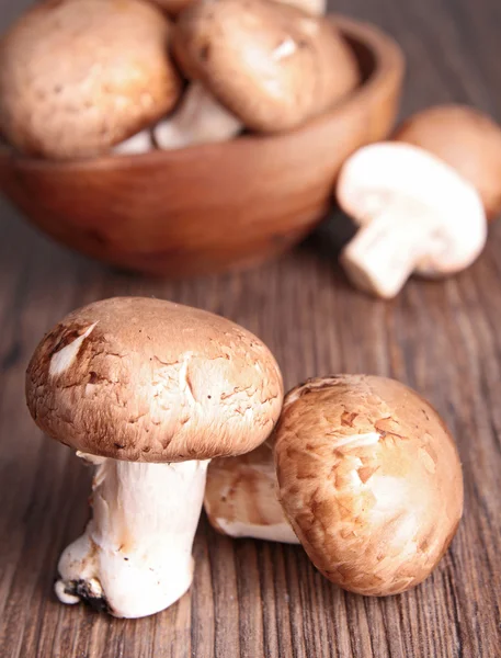 Група грибів — стокове фото