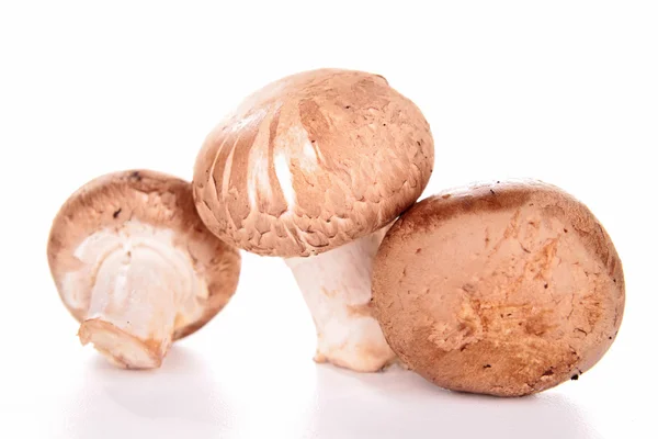 stock image Group of raw mushrooms