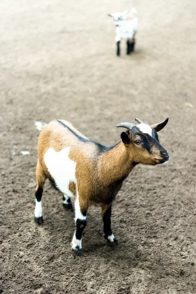 A brown goat and little white goat on field — Stock Photo, Image