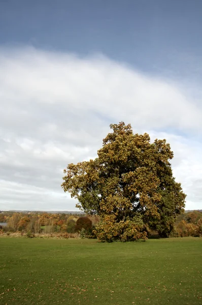 Herfst bomen — Stockfoto