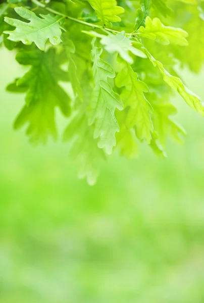 Hojas verdes de castaño — Foto de Stock