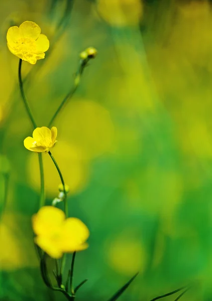 Желтые дикие цветы — стоковое фото