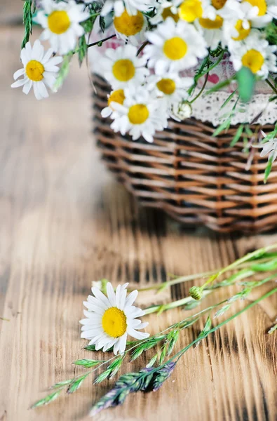 Herbs and camomile in the basket — Stock Photo, Image