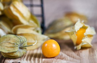 Physalis