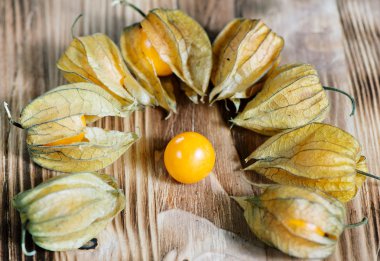 Physalis