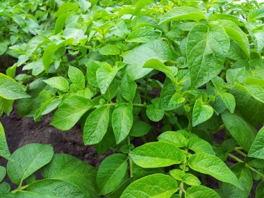 patates bitkiaardappel plant