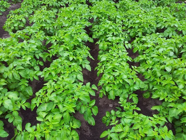 stock image Potato plant