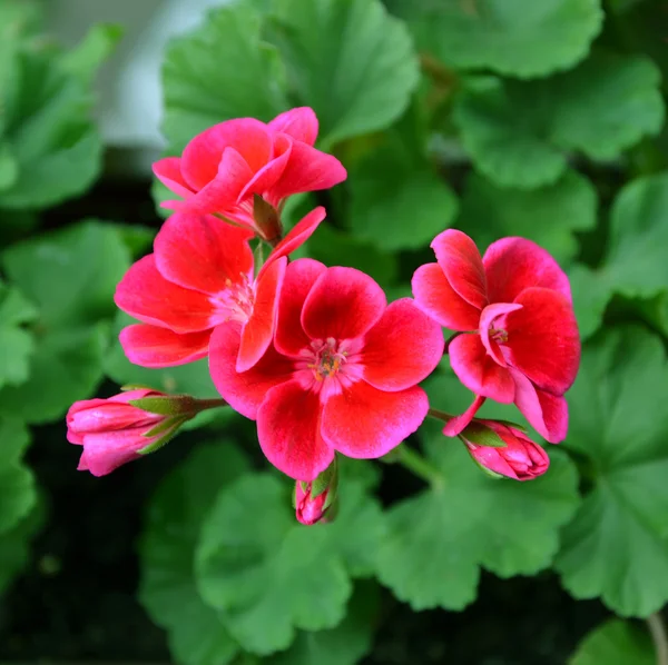 Цветы гераниума — стоковое фото