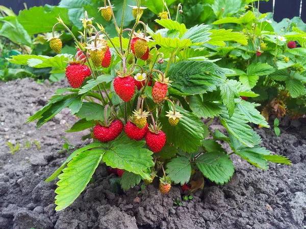 Strawberry växt — Stockfoto