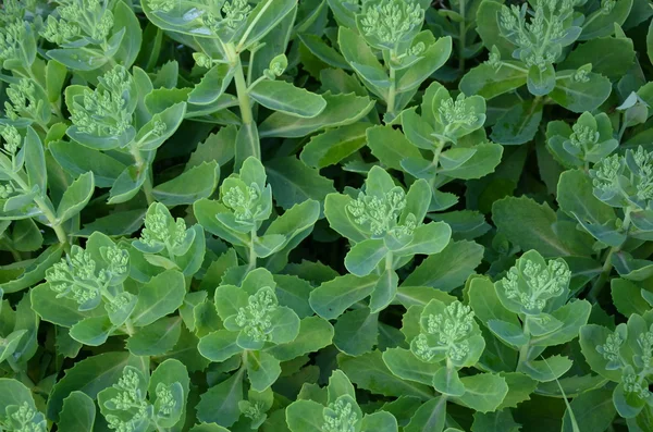 stock image Sedum spectabile in Summer for background