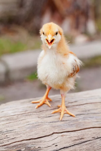 Small baby chicken outdoors — Stock Photo, Image