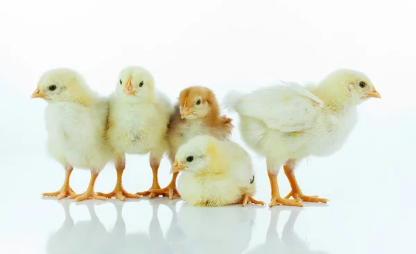 Fünf kleine Baby-Hühner — Stockfoto