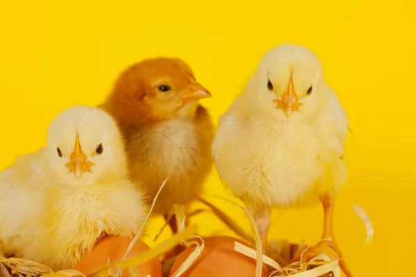 Three small baby chicken with eggs — Stock Photo, Image