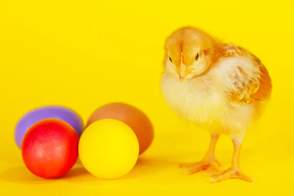 Frango pequeno que fica com ovos de Páscoa coloridos — Fotografia de Stock