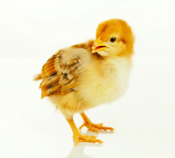Kleine Hühnerbabys — Stockfoto