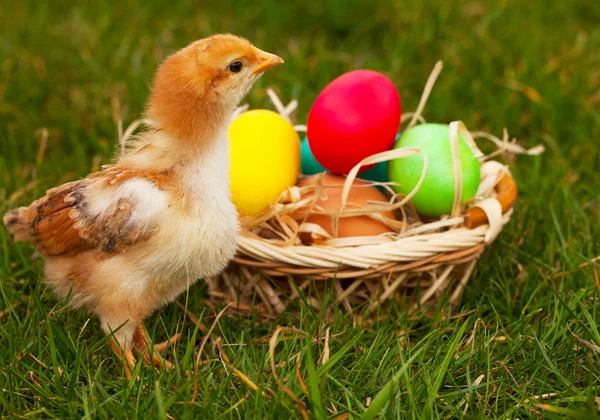 Маленькие цыплята с разноцветными пасхальными яйцами — стоковое фото