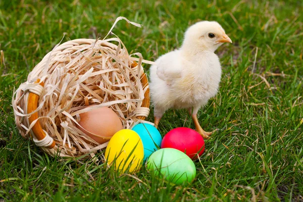 Маленькие цыплята с разноцветными пасхальными яйцами — стоковое фото