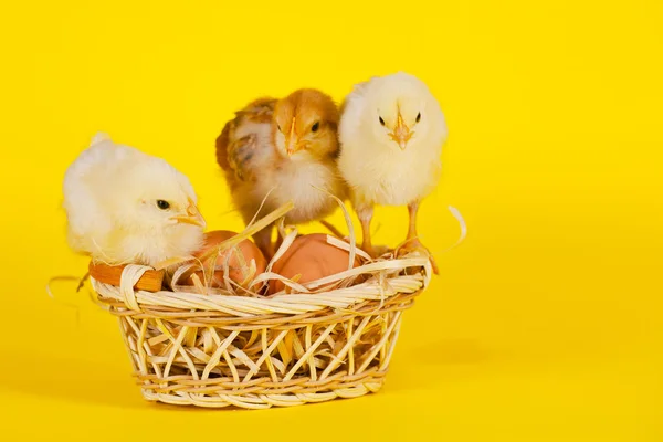 Galinhas pequenas com ovos de Páscoa coloridos — Fotografia de Stock