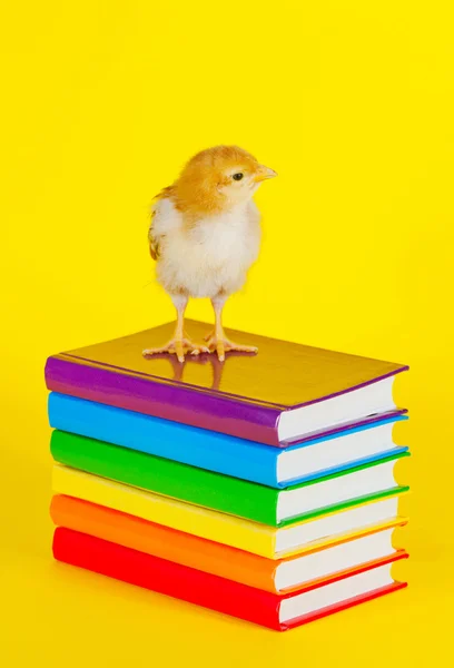 Small baby chicken on a stack of books — Stock Photo, Image