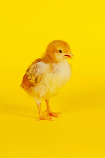 小さな赤ちゃん鶏 — ストック写真