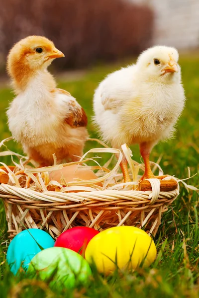 Два маленьких цыпленка с разноцветными пасхальными яйцами — стоковое фото