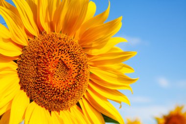 Sunflower head's close up against blue sky clipart