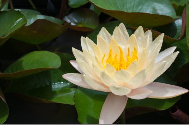 Yellow water lily clipart