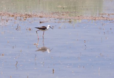 Kırmızı wattled kız kuşu vanellus indicus