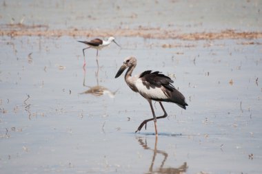 açık fatura leylek kuş, anastomus oscitans